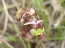 Pterygodium flanaganii flower spike from the top
